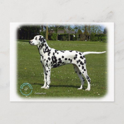 Dalmatian 9T085D-119 Briefkaart (Voorkant)