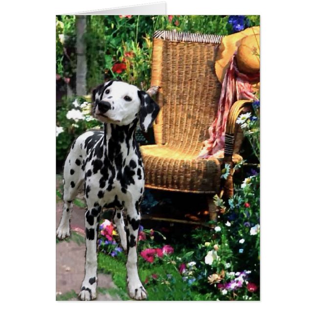 Dalmatian Art Gifts (Voorkant)