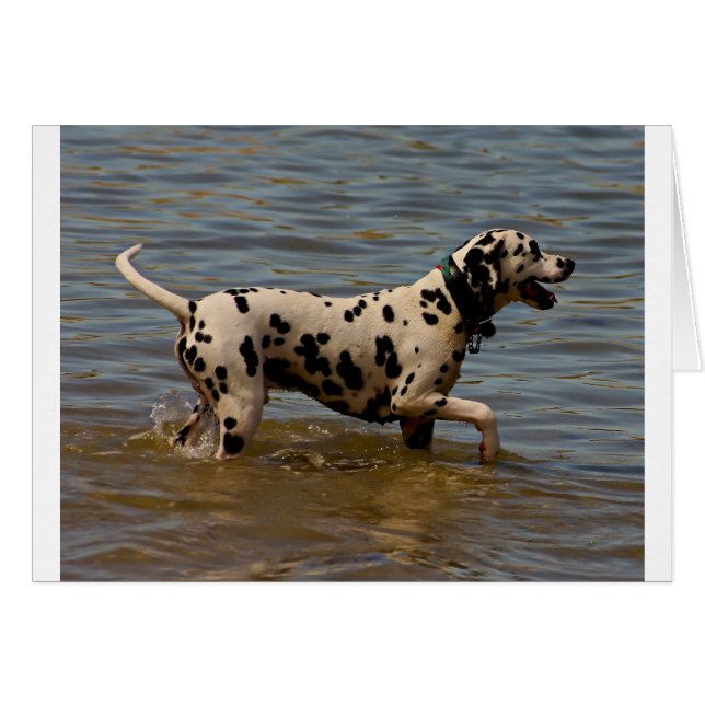 Dalmatian Dog (Voorkant Horizontaal)
