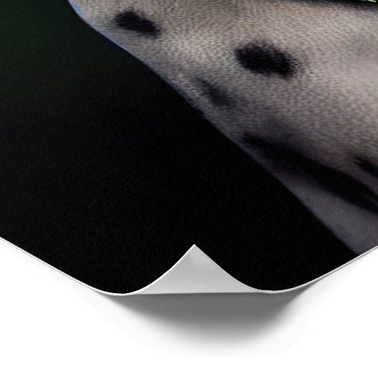 Dalmatian Dog in St. Patrick's Day Dress Poster (Hoek)