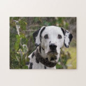 Dalmatian Dog Legpuzzel (Horizontaal)