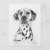 Dalmatian Dog Portrait