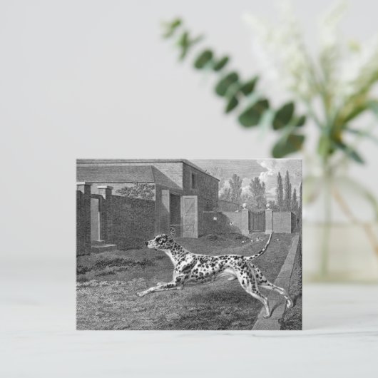 Dalmatian Dog Tekening Briefkaart (Staand voorkant)