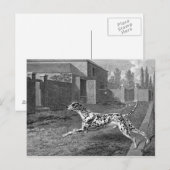 Dalmatian Dog  Tekening Briefkaart (Voorkant / Achterkant)