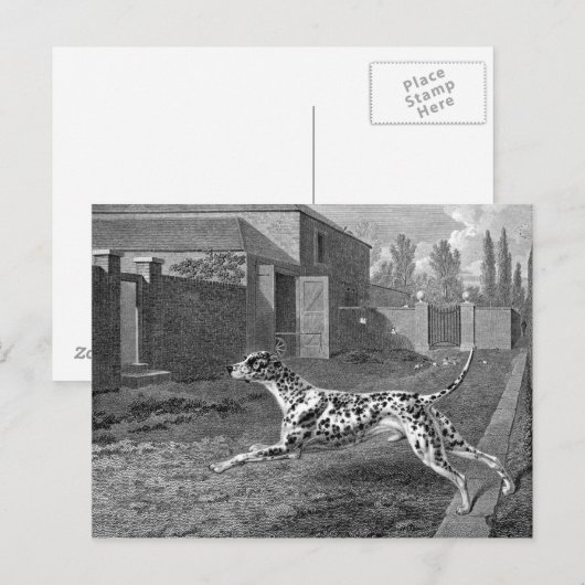 Dalmatian Dog  Tekening Briefkaart (Voorkant / Achterkant)