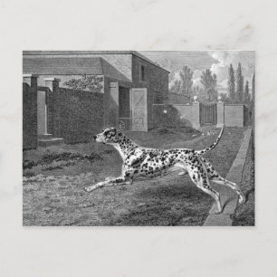 Dalmatian Dog Tekening Briefkaart