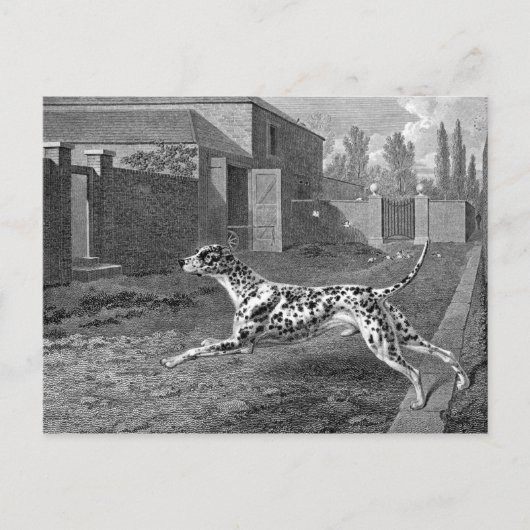Dalmatian Dog  Tekening Briefkaart (Voorkant)