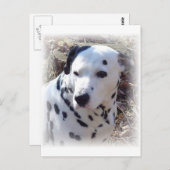 Dalmatian Fire Dog Briefkaart (Voorkant / Achterkant)