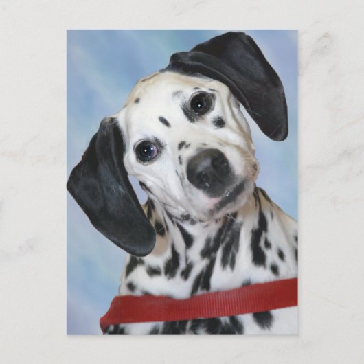Dalmatian Foto Briefkaart (Voorkant)