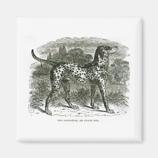 Dalmatian Magnet (Voorkant)
