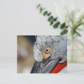 Dalmatian Pelican Briefkaart (Staand voorkant)