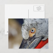 Dalmatian Pelican Briefkaart (Voorkant / Achterkant)