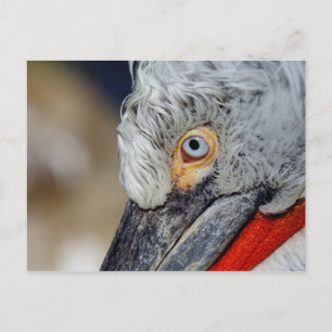 Dalmatian Pelican Briefkaart