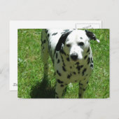 Dalmatian Photo Briefkaart (Voorkant / Achterkant)