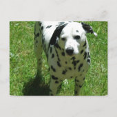 Dalmatian Photo Briefkaart (Voorkant)