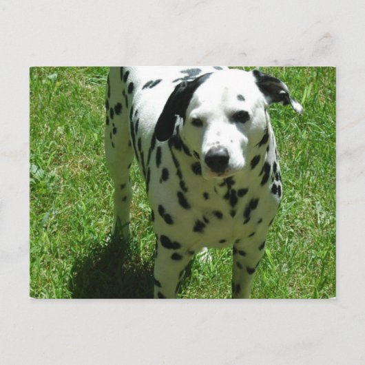 Dalmatian Photo Briefkaart (Voorkant)