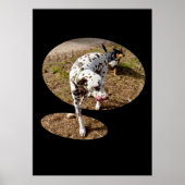Dalmatian Popout Art, Poster (Voorkant)