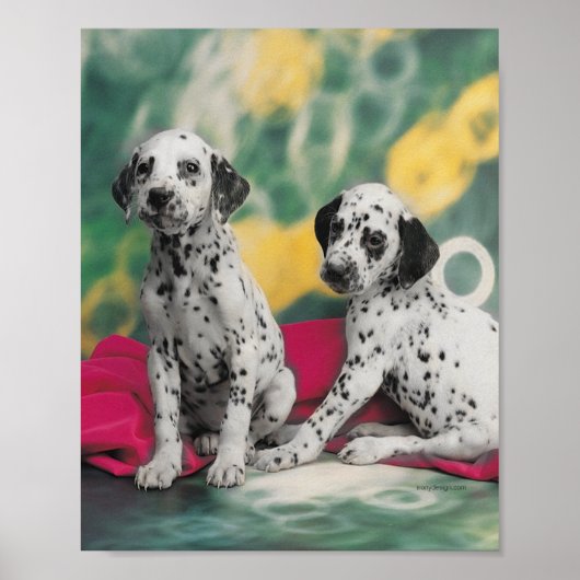 Dalmatian Puppies Poster (Voorkant)