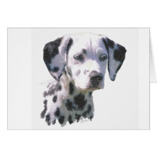 Dalmatian Puppy