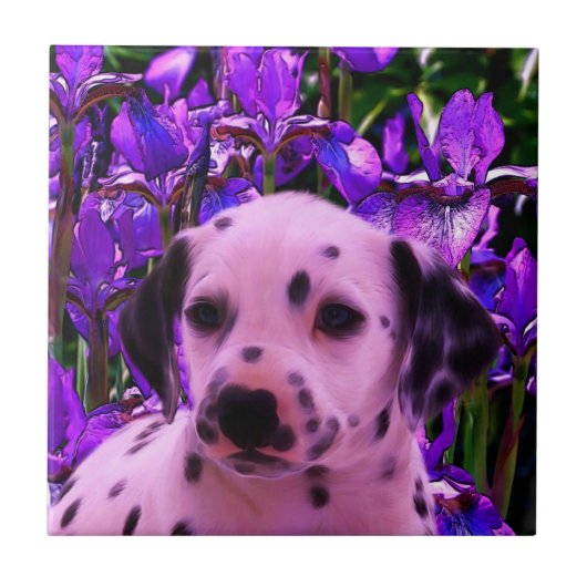 Dalmatian Puppy Dog Art Tegeltje (Voorkant)