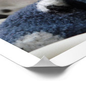 Dalmatian Puppy Poster (Hoek)