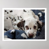 Dalmatian Puppy Poster (Voorkant)