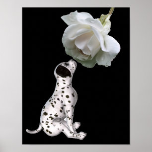 Dalmatian Puppy Smelling White Rose Poster