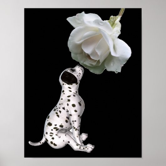Dalmatian Puppy Smelling White Rose Poster (Voorkant)