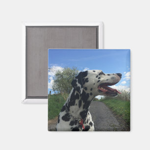 Dalmatiër op Wandelpad, Zonnige Dag Magneet