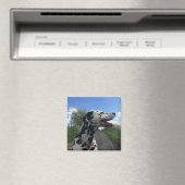 Dalmatiër op Wandelpad, Zonnige Dag Magneet (Insitu (Vaatwasser))