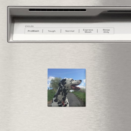 Dalmatiër op Wandelpad, Zonnige Dag Magneet (Insitu (Vaatwasser))