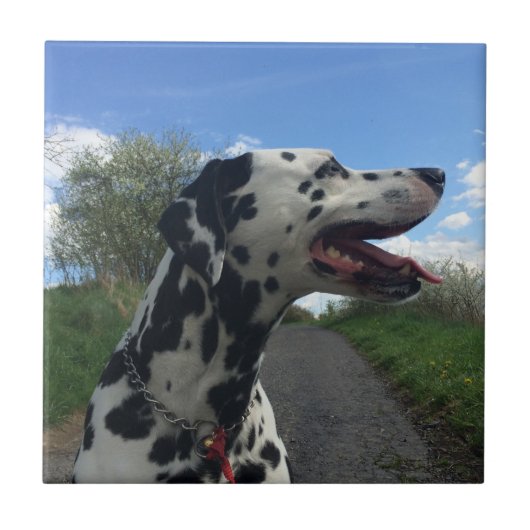 Dalmatiër op Wandelpad, Zonnige Dag Tegeltje (Voorkant)