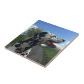 Dalmatiër op Wandelpad, Zonnige Dag Tegeltje (Zijkant)