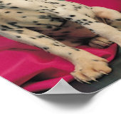 Dalmatiër Puppies Poster (Hoek)