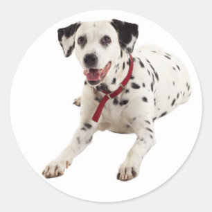 Dalmatiër Puppy Hond Greeting Stickers / Labels
