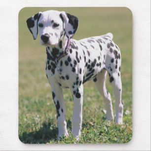 Dalmatiër Puppy Hond Muismat