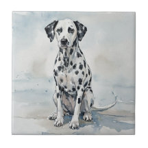 Dalmatiër