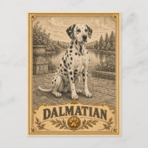 Dalmatiër, Vintage Heritage Hond