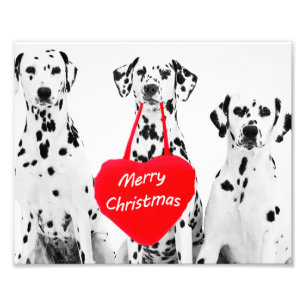 Dalmatiërs Wishing Merry Christmas fotoprint Foto Afdruk