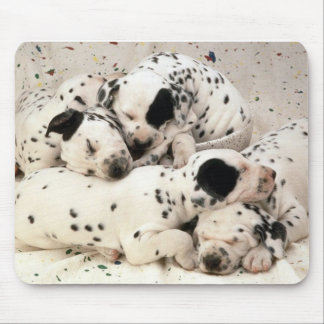 Dalmaties Muismat