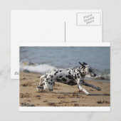 Dalmation Briefkaart (Voorkant / Achterkant)