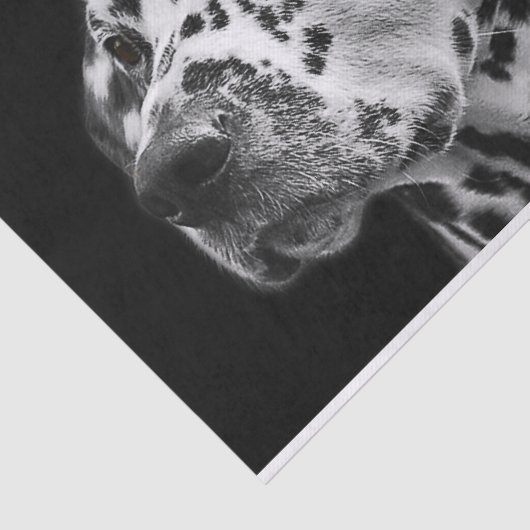 Dalmation Dog Black & White-ontkoppeling Tissuepapier (Detail)