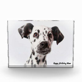 Dalmation Dog. Fotoblokken