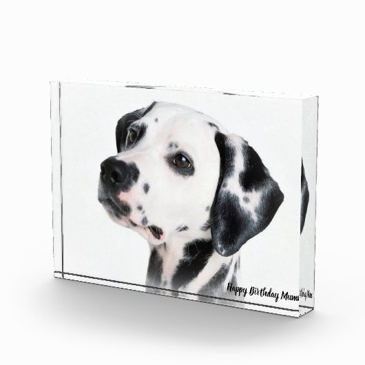 Dalmation Dog. Fotoblokken (Rechts)