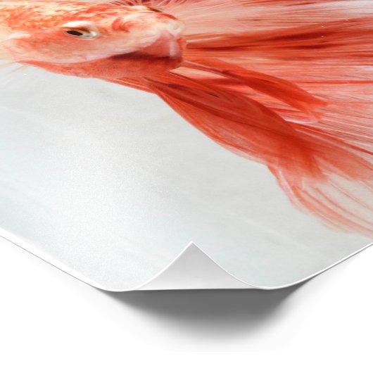 Dalmation Halfmoon Betta FIsh Foto Afdruk (Hoek)