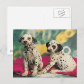 Dalmation Puppies Briefkaart (Voorkant / Achterkant)