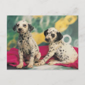 Dalmation Puppies Briefkaart (Voorkant)