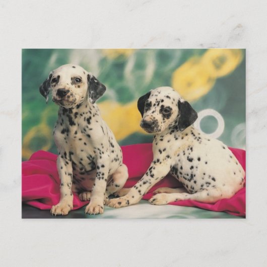 Dalmation Puppies Briefkaart (Voorkant)