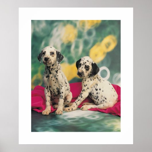 Dalmation Puppies Poster (Voorkant)