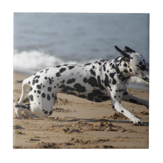 Dalmation Tegeltje